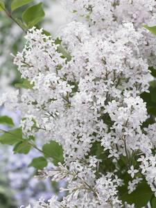 Ziergehölze - Zwergflieder Flowerfesta White, PBR