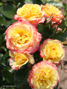 Dekoratives Vorschaubild des Artikels "Zwergrose Tropical Clementine" (Bildbeschreibung ist in Arbeit)