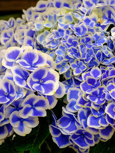  Garten-Hortensie Bavaria, PBR